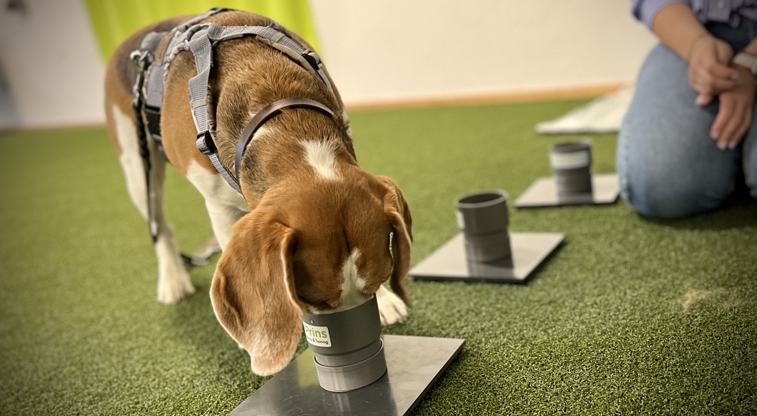 Scent Detection Modul 2