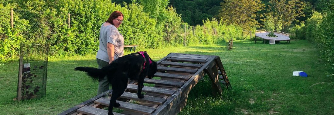 Bodenarbeit für Hunde- Training von Koordination & Konzentration